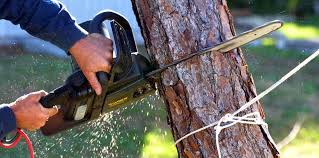 Organic Lawn Care Solutions in Western Lake, TX