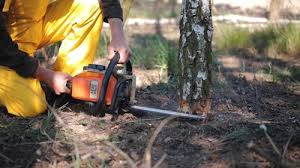 Best Emergency Tree Removal  in Western Lake, TX