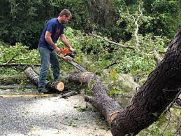 Best Palm Tree Trimming  in Western Lake, TX