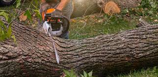 Best Root Management and Removal  in Western Lake, TX