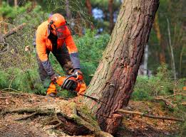 Best Seasonal Cleanup (Spring/Fall)  in Western Lake, TX