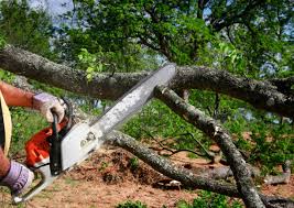Best Organic Lawn Care Solutions  in Western Lake, TX