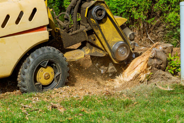 Best Arborist Consultation Services  in Western Lake, TX
