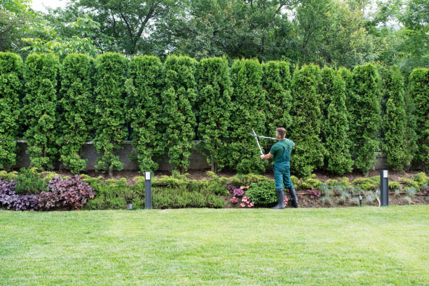 Best Tree Disease Treatment  in Western Lake, TX