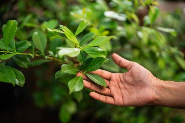 Best Tree and Shrub Care  in Western Lake, TX