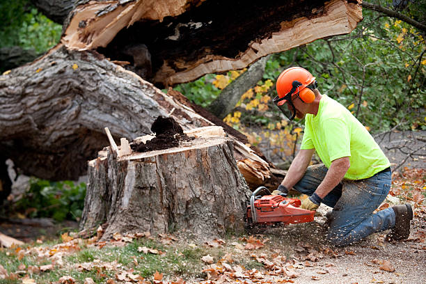 Best Tree Trimming and Pruning  in Western Lake, TX