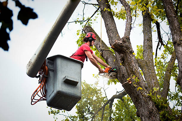 How Our Tree Care Process Works  in  Western Lake, TX
